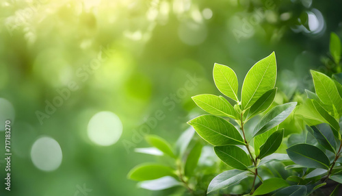Green leaves wallpaper. Close up of nature view green leaf on blurred greenery background under sunlight.