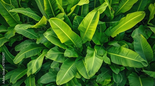 green ribbed plantain, plant, beautiful floral background