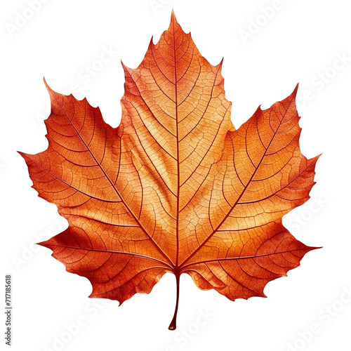 autumn maple leaf isolated no background vector style illustration