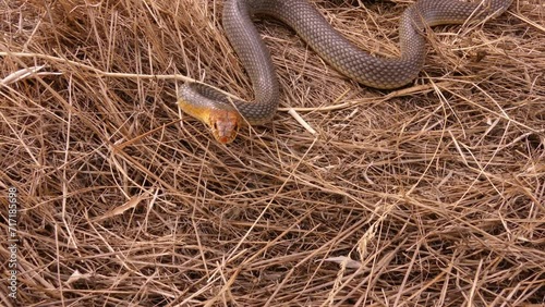Europe's largest snake attacks. The Caspian whipsnake (Dolichophis caspius or Coluber caspius) 