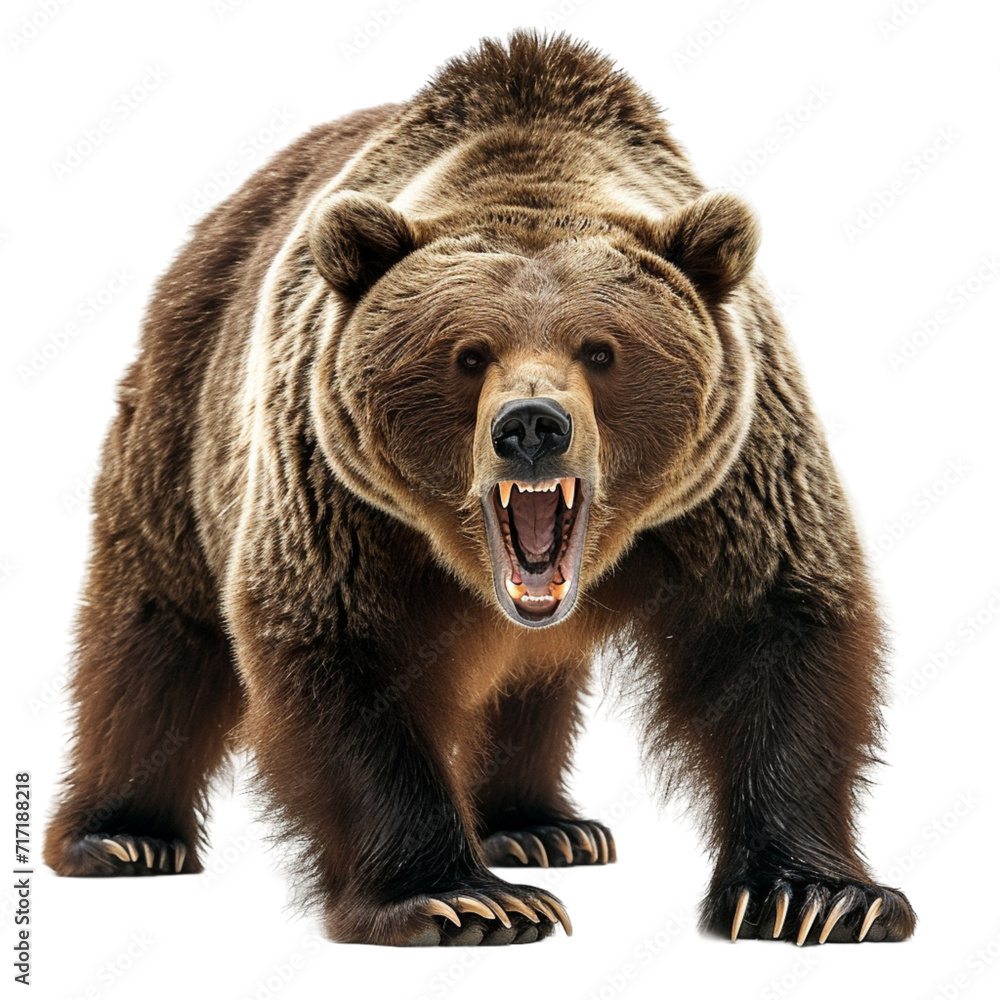 ferocious grizzly bear On a white background.  - obrazy, fototapety, plakaty 
