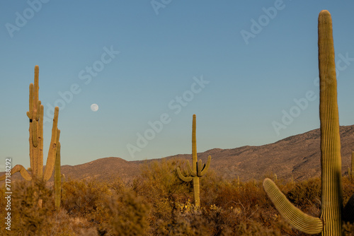 Three tall saguaro cacti with the moon rising over the ridge line behind the cacti in the Saguaro National Park in Arizona