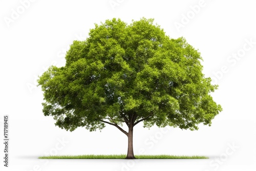 High definition collection Tree isolated on a white background