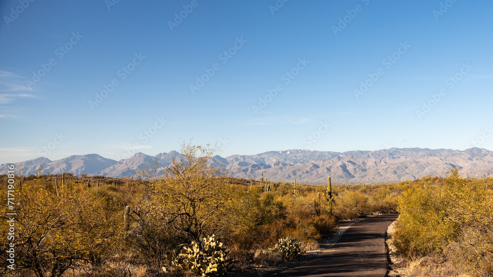 Paved trail through the scenic Saguaro National Park with saguaro cactus and mountains