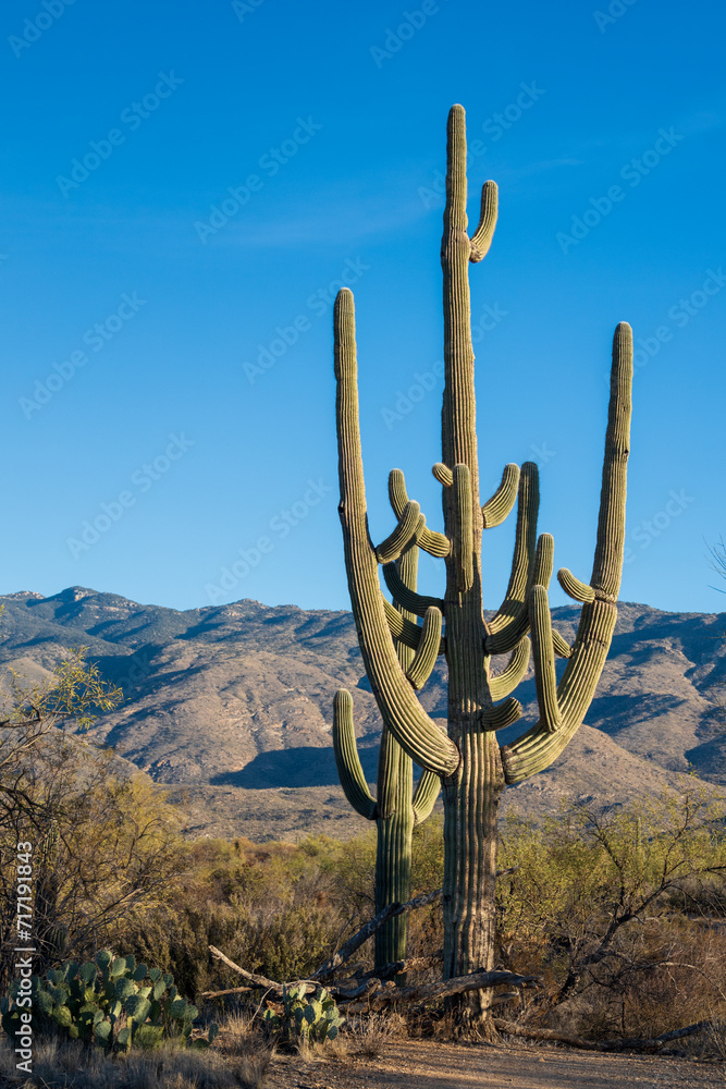 Two giant saguaro cactus at Saguaro National Park in Arizona;  Vintage America, Wild West or Cactus Desert Background; portrait orientation