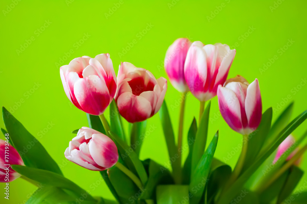 Obraz premium Tulips bouquet. Spring decor or present for International Women's Day, birthday, Mother's day.