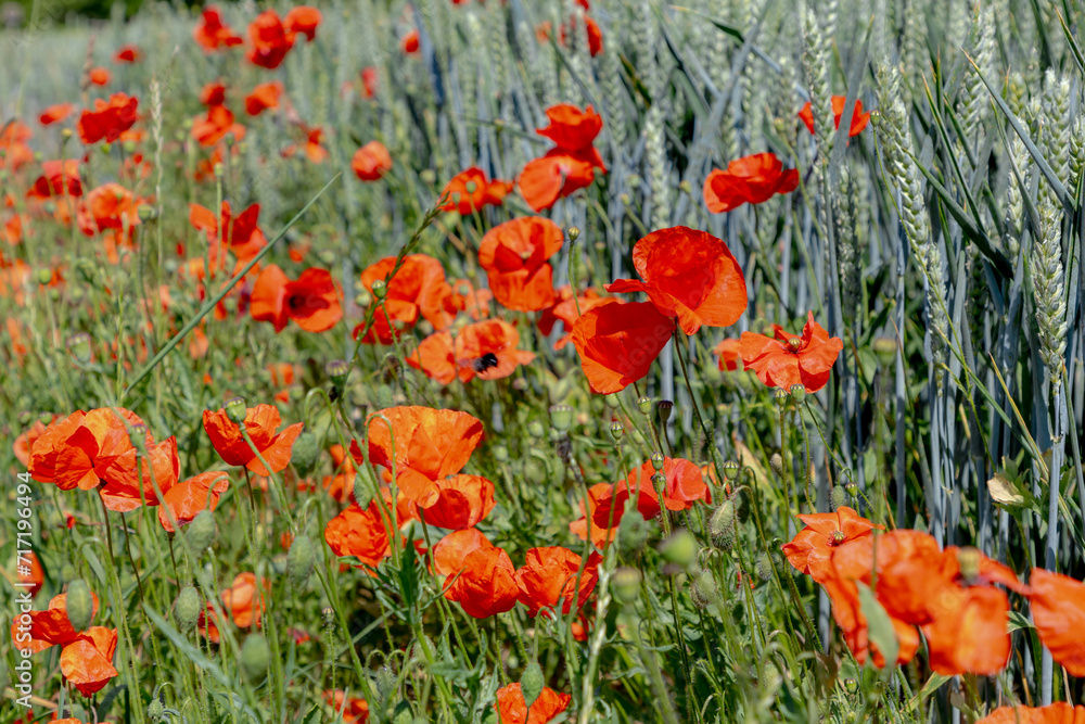 Obraz premium Red poppies flowers growing along the sidewalk of rye grain field, Young green ears of wheat in the farmland, Poppy is a flowering plant in the subfamily of the Papaveraceae, Nature floral background.