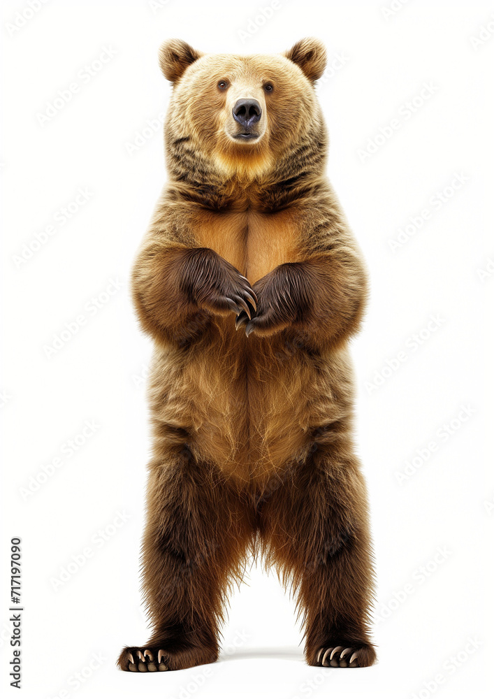 Funny big brown bear standing on his hind legs isolated on white background, a bear is dancing, doing lecture, introducing something. Funny big brown bear standing on his hind legs isolated on white background, a bear is dancing, doing lecture, introducing something.