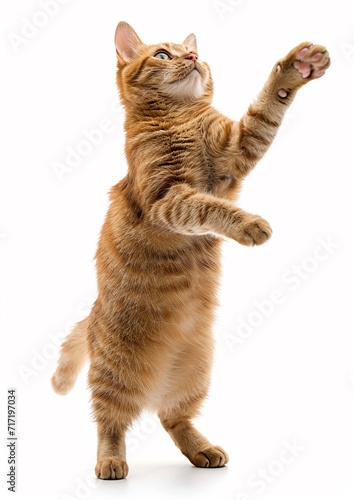 playful funny kitten looking up and standing on its hind legs isolated on white background.