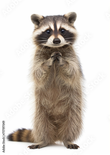 Raccoon on hind legs looking at the camera, isolated on white