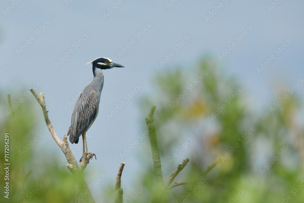 Yellow-crowned Night Heron perched in the treetops of a rookery along the Atlantic Coast of the eastern United States Yellow-crowned Night Heron perched in the treetops of a rookery along the Atlantic Coast of the eastern United States