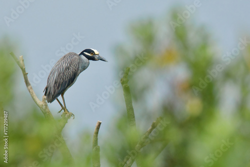 Yellow-crowned Night Heron perched in the treetops of a rookery along the Atlantic Coast of the eastern United States photo