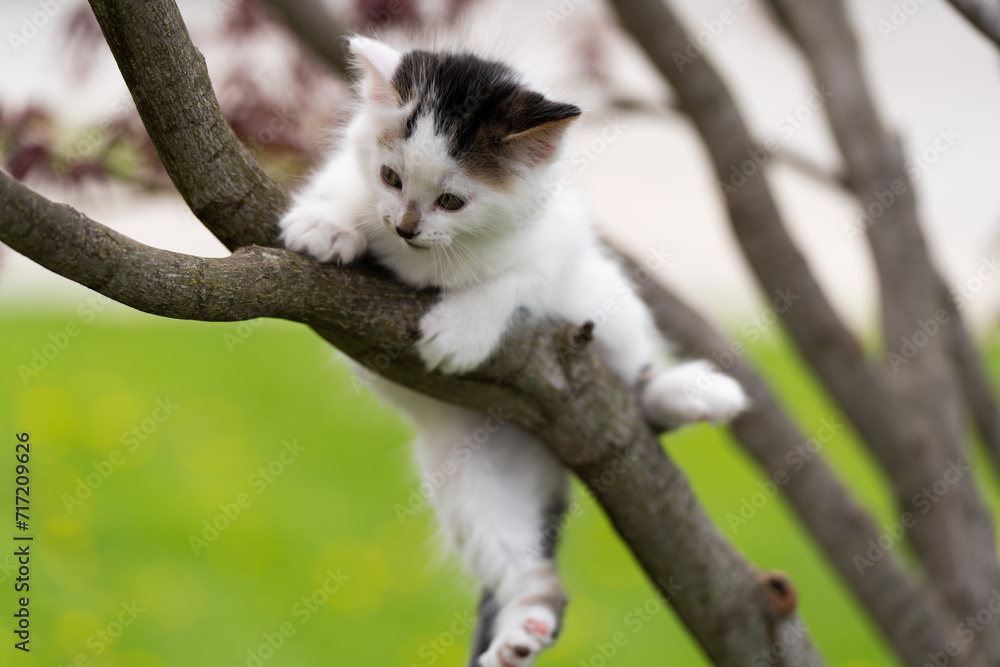 Fototapeta premium White kitten on the tree branch