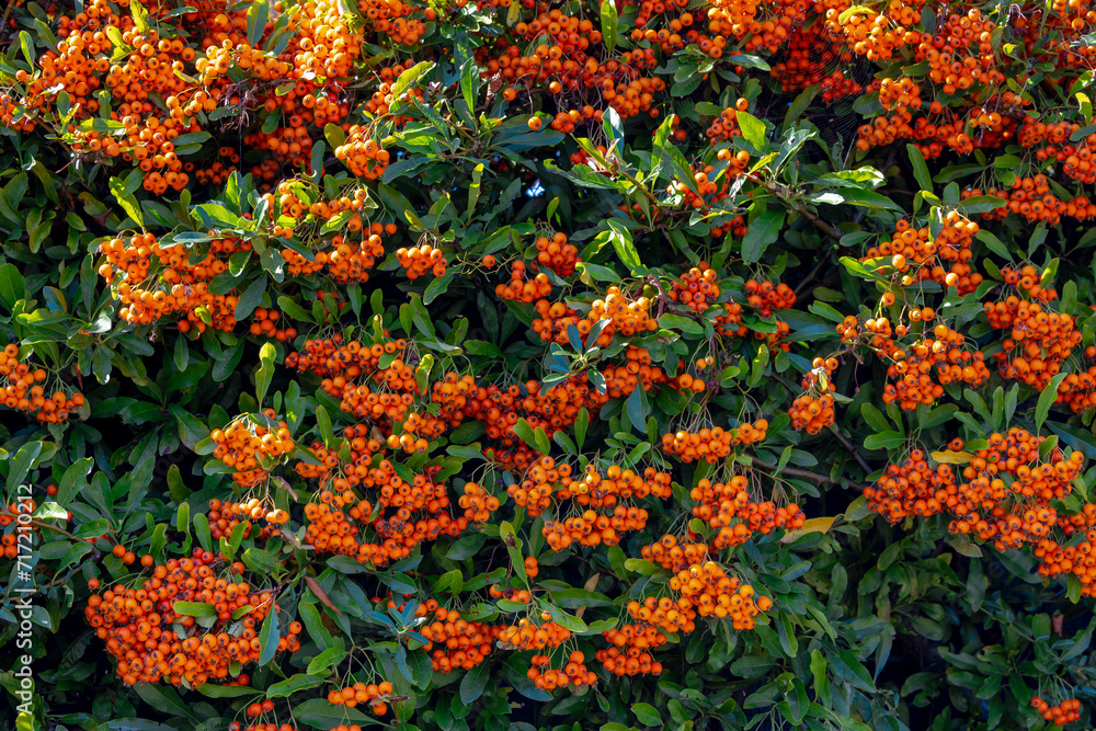 Selective focus of ripe red orange berries of Pyracantha coccinea in garden with sunlight, Pyracantha is a genus of large, Thorny evergreen shrubs in the family Rosaceae with common names firethorn.
