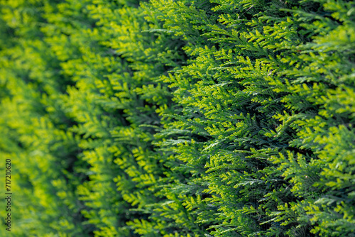 Green and yellow leaves with warm sunlight in the morning, Chamaecyparis common names cypress or false cypress, is a genus of conifers in the cypress family Cupressaceae, Nature greenery background.