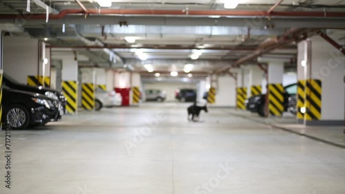 Two Doberman with leash run for ball in underground parking photo