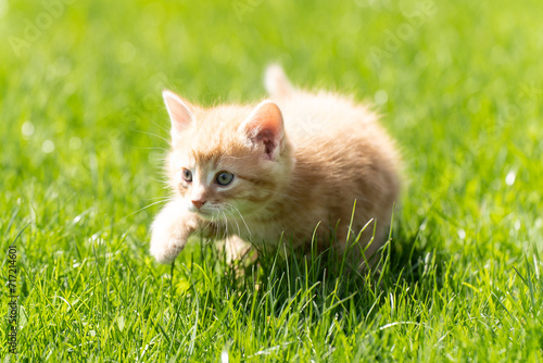 Little orange kitten on the grass © marinaphoto