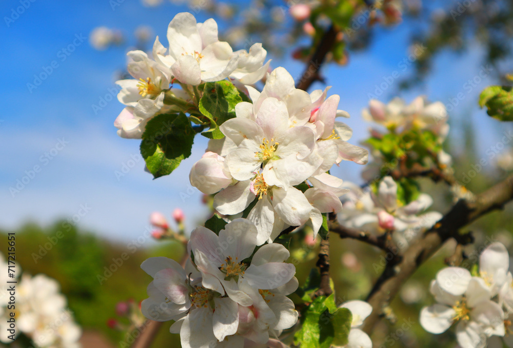 Close up view of white blooming apple tree in spring time Close up view of white blooming apple tree in spring time
