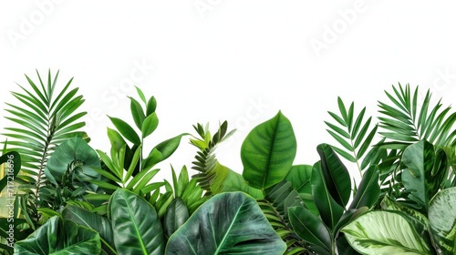 green grass and leaves  background  The dense leafy greens of tropical flora offer a refreshing backdrop  symbolizing vitality and the rich diversity of the jungle..