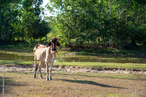 Asia brown cow standing on the green grass with rope in nose at farm.