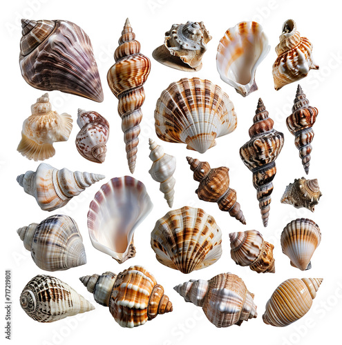 Different varieties if sea shells over isolated transparent background