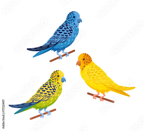 Cartoon budgies. Decorative domestic budgies, cute colorful budgie birds flat vector illustration set. Domestic birds on white background © GreenSkyStudio