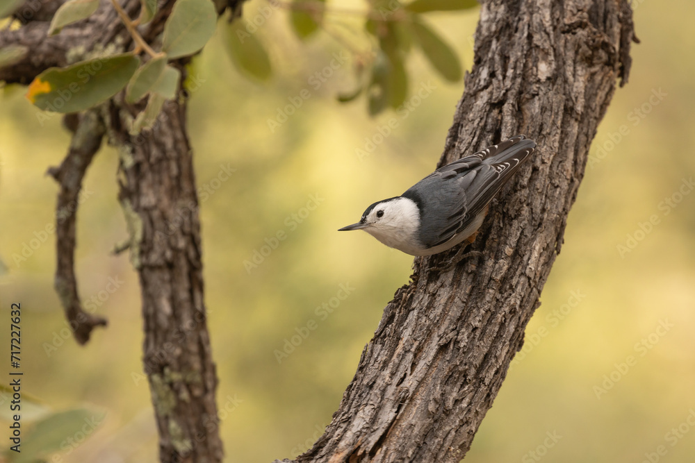 A White Breasted Huthatch perches on a tree trunk facing towards the left watching the camera with a background of green and yellow colors from sunlit foliage. A White Breasted Huthatch perches on a tree trunk facing towards the left watching the camera with a background of green and yellow colors from sunlit foliage.