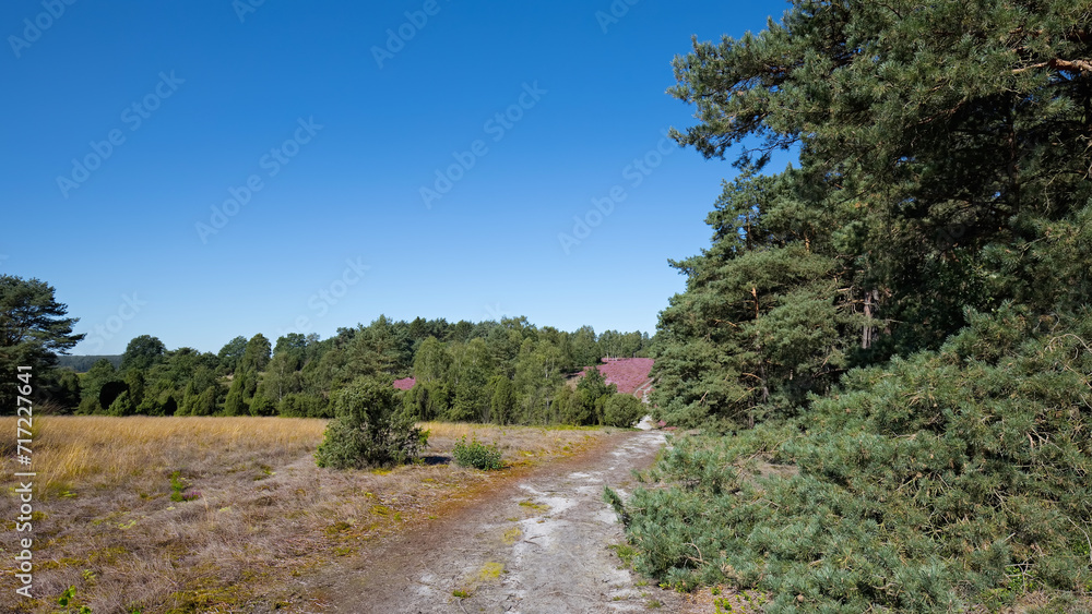 Heather landscape with a clear blue sky