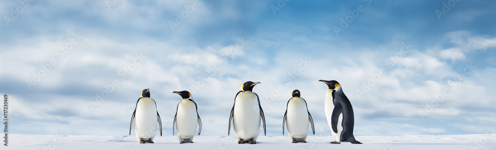 Fototapeta premium Panorama Pinguine Antarktis