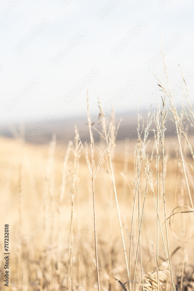 Golden field, ears of reed grass, autumn natural background
