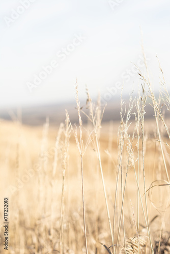 Golden field, ears of reed grass, autumn natural background