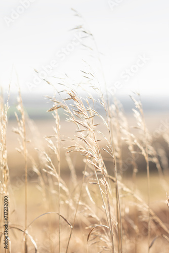 Dry reed grass on a background of mountains and sky, selective focus, natural abstract background