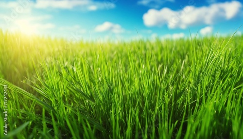 Fresh grass with sky background
