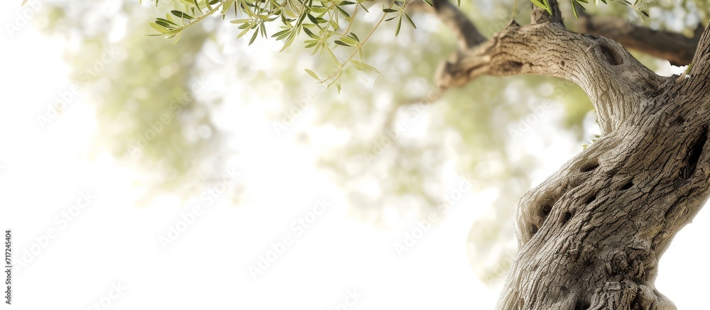 White overexposed background showing an olive tree trunk.