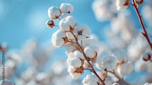 cotton planttree in spring