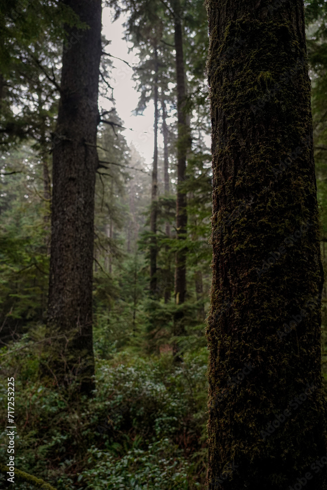 Fototapeta premium path in the forest