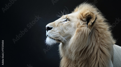White lion looking up