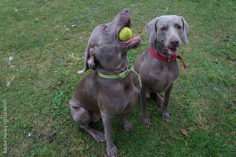 perros de raza Weimaraners jugando con una pelota de tenis en el parque perros de raza Weimaraners jugando con una pelota de tenis en el parque