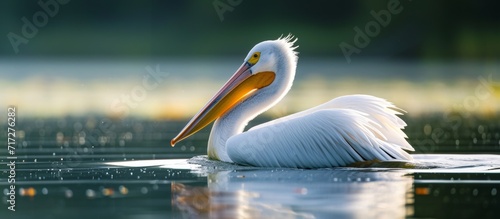 The bird summer belongs to the pelican family and includes species like the great white pelican, rosy pelican, and eastern white pelican.