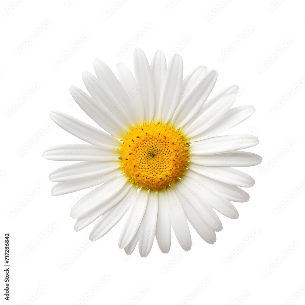 White Daisy flower topview isolated on transparent background