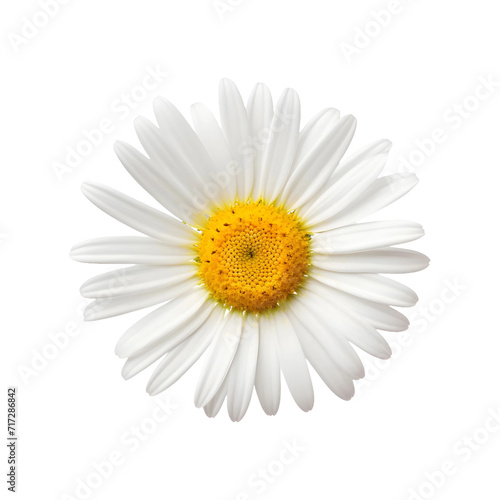 White Daisy flower topview isolated on transparent background © Creative optiplex