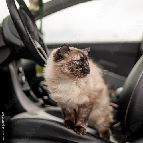 Cat in Car Ready For Adventure Door Open Vehicle Seat Looking Out Door © seaseasyd