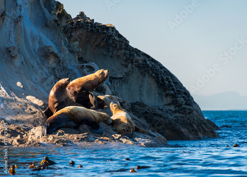 Sea Lions sighted at Sucia Island Marine State Park, San Juan Islands, Washington