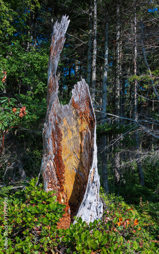 Hollow tree trunk on Patos Island - San Juan Islands - Washington