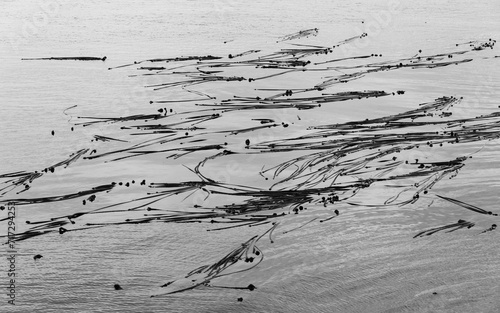 Bull kelp along the shore of Stuart Island, San Juan Islands, Washington