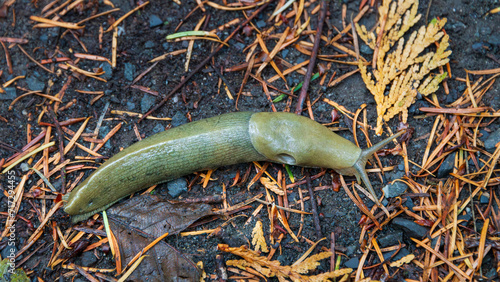 Pacific Banana Slug - San Juan Islands, Washington