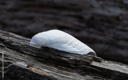 Sea shell on driftwood - San Juan Islands, Washington