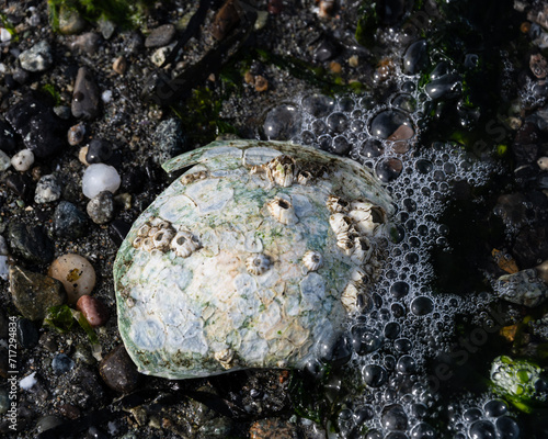 Sea shell on the beach - San Juan Islands, Washington