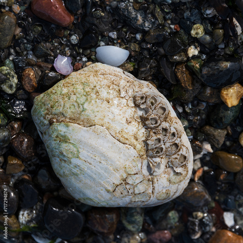 Sea shell on the beach - San Juan Islands, Washington