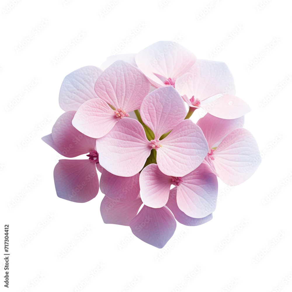 Obraz premium flower - Hydrangea flower cluster, pink in color, symbolizes a love that is sweet, tender, and sincere, with droplets of water clinging to it.